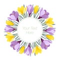 Saffron. Mountain flowers. Invitation card postcard with yellow and purple crocus flowers saffron